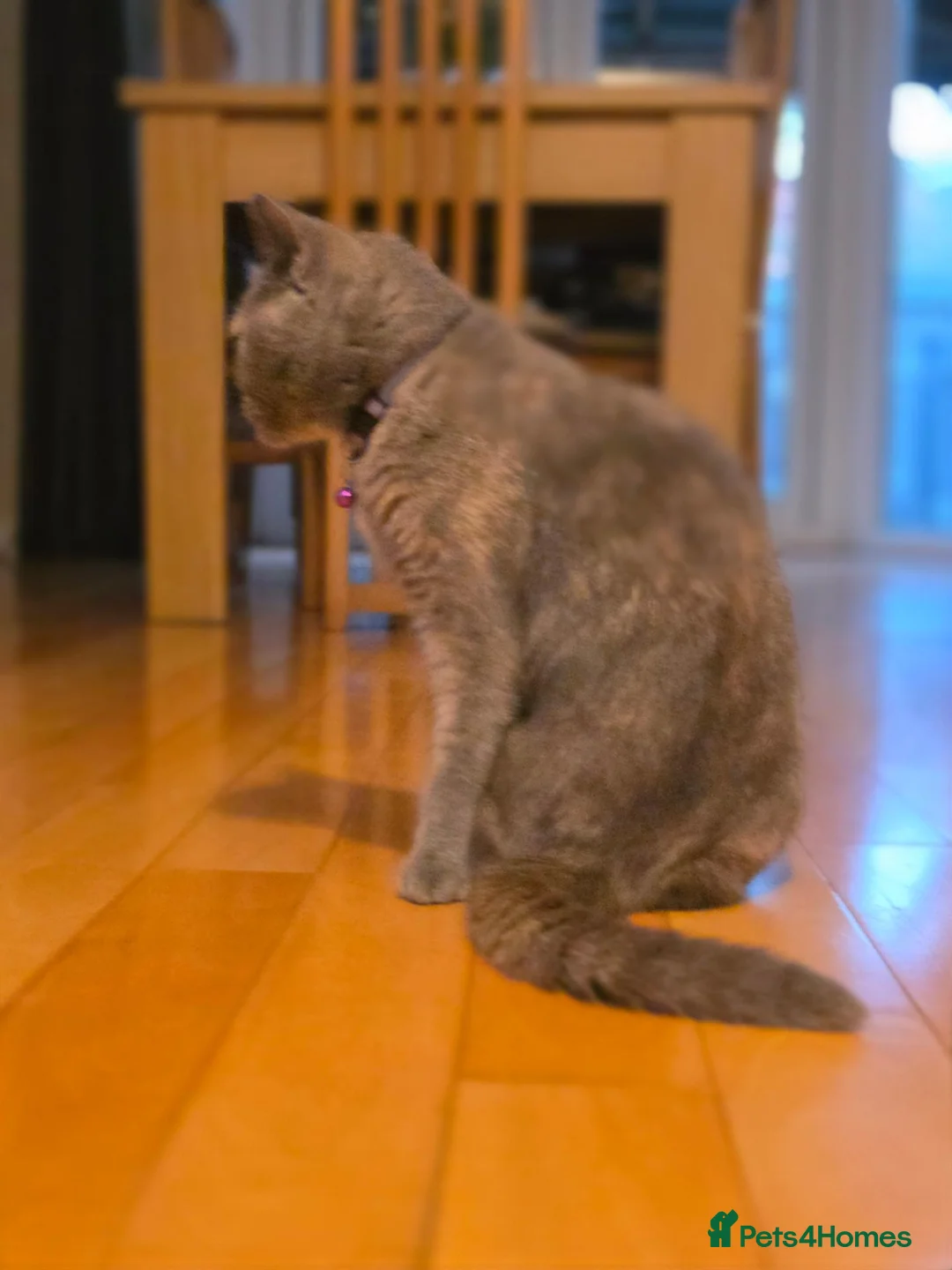 British Shorthair cats for sale: British shorthair - Advert 1