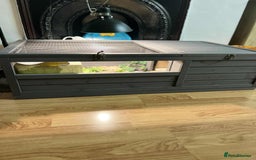 Turtle reptiles for sale: Spur-thighed Tortoise - Image 3