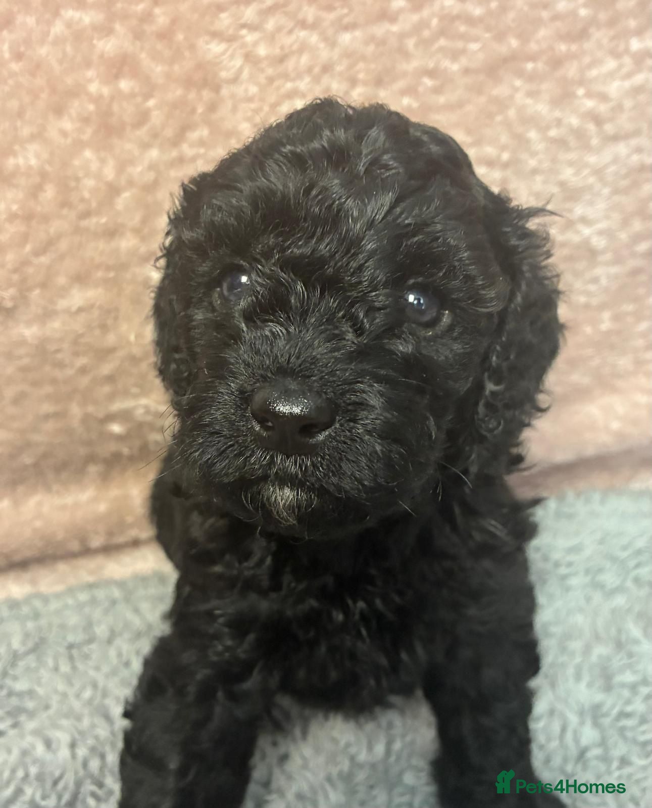 Cavapoo dogs Last baby girl - Advert 10