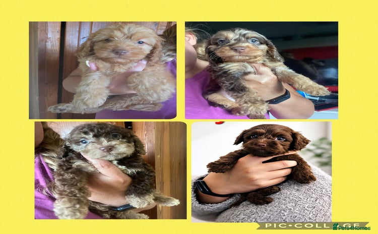 Cockapoo dogs Cockapoo puppies - Advert 12