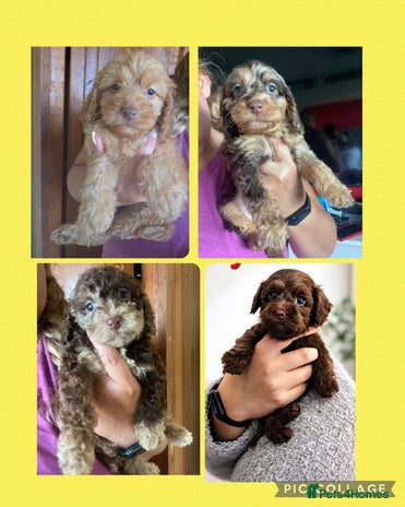 Cockapoo dogs Cockapoo puppies - Advert 12