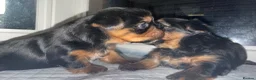 Yorkshire Terrier dogs for sale: Yorkshire terrier puppy's for sale  - Advert 9