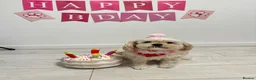 Cavapoo dogs for sale: Rehoming Adorable Cavapoo girl in Sutton Coldfield - Advert 2