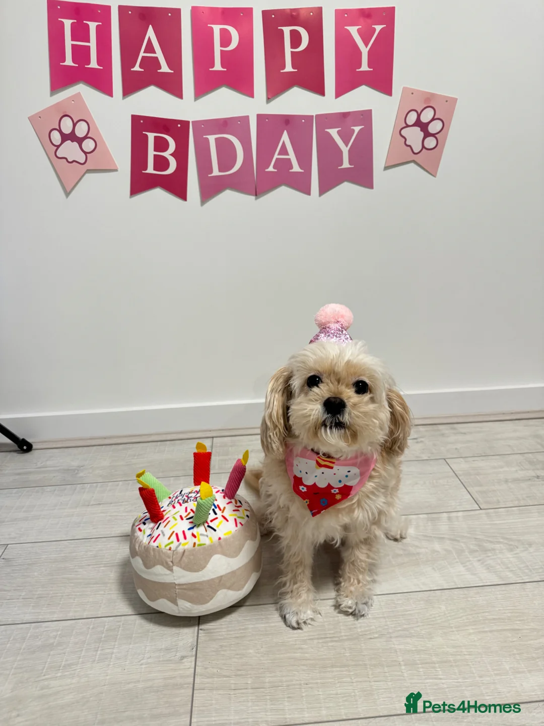 Cavapoo dogs for sale: Rehoming Adorable Cavapoo girl in Sutton Coldfield - Advert 2