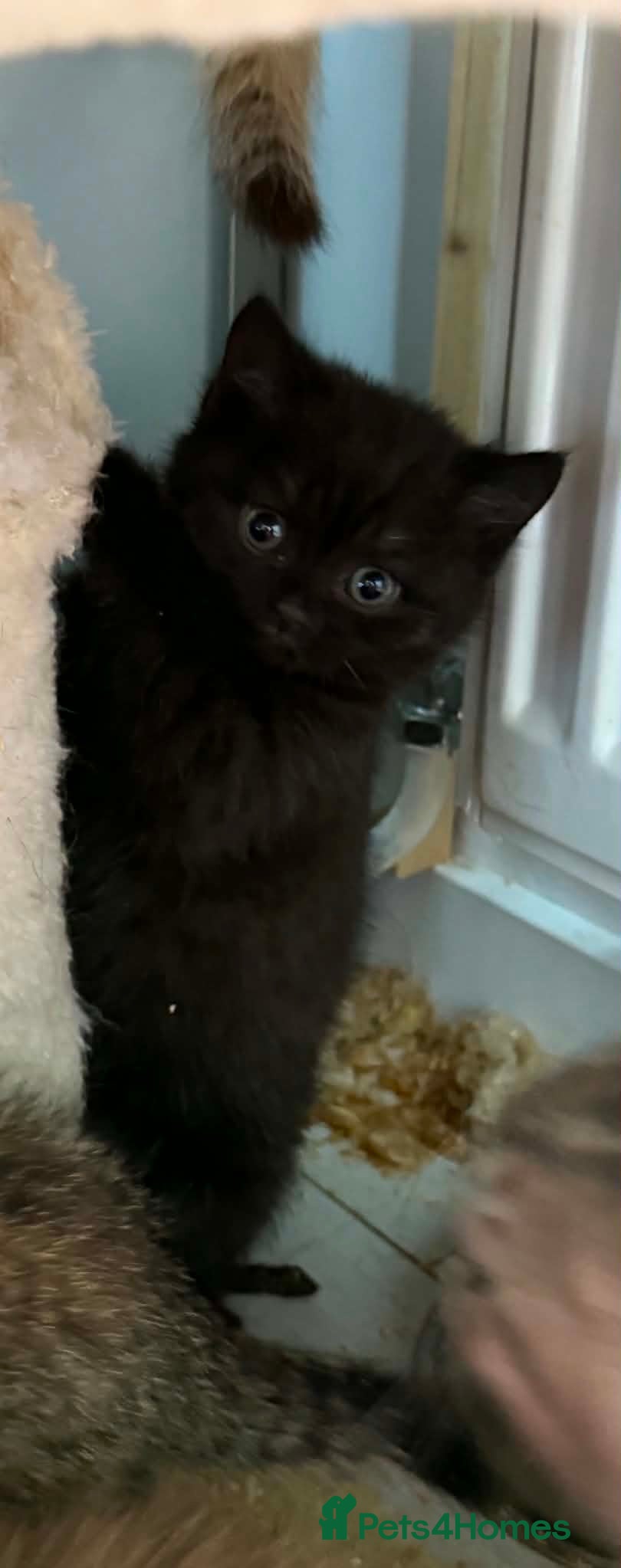 British Shorthair cats 😻Happy kittens 😻 - Advert 2