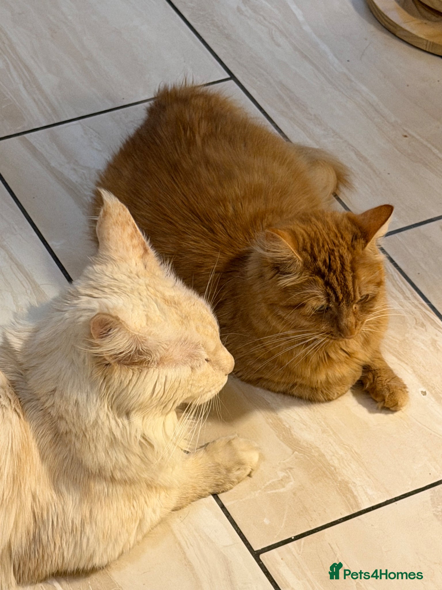 Maine Coon cats Maine Coon Cross Kittens  - Advert 2