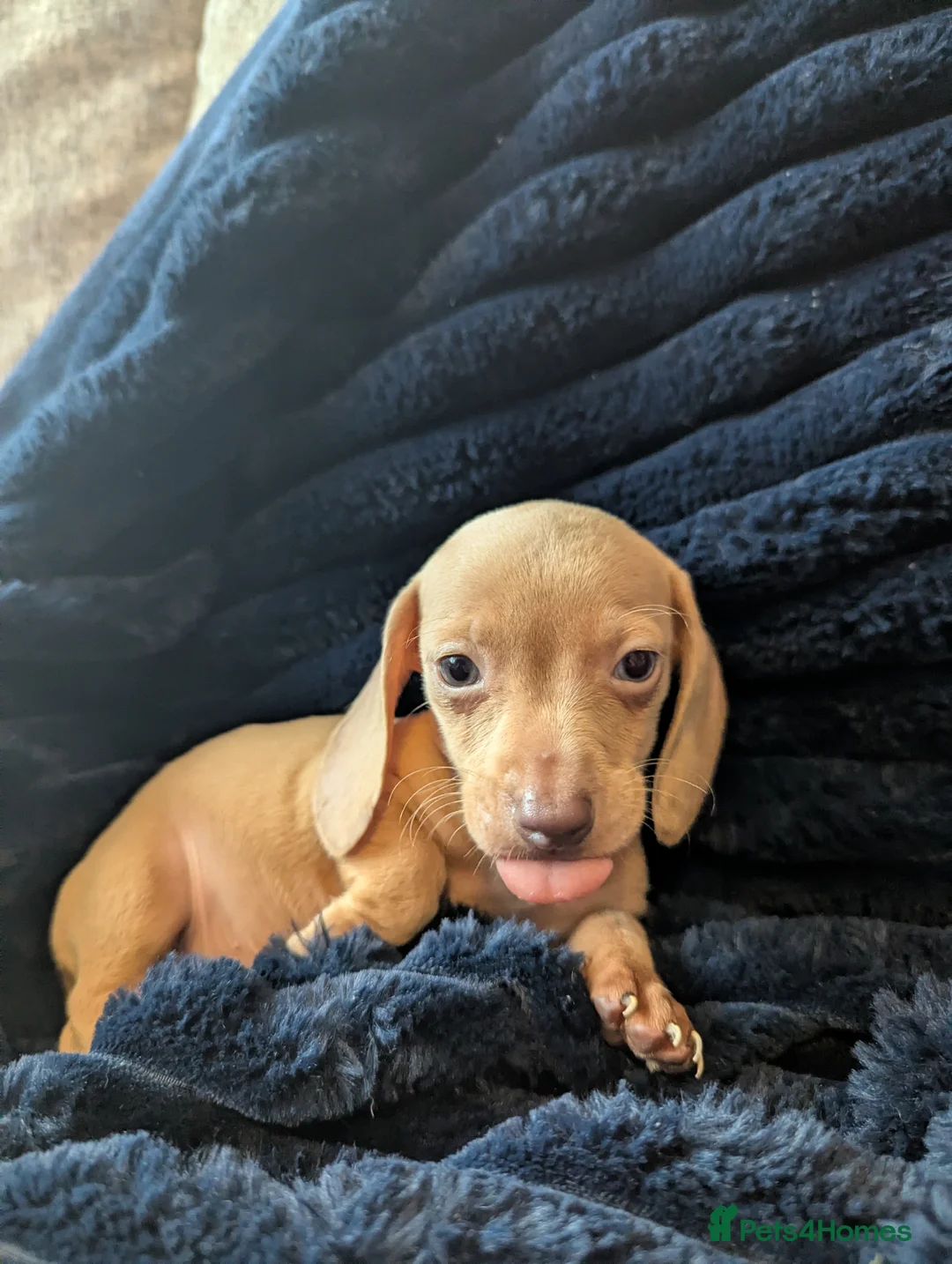 Miniature Dachshund dogs for sale: Miniature dachshund puppies  - Advert 18