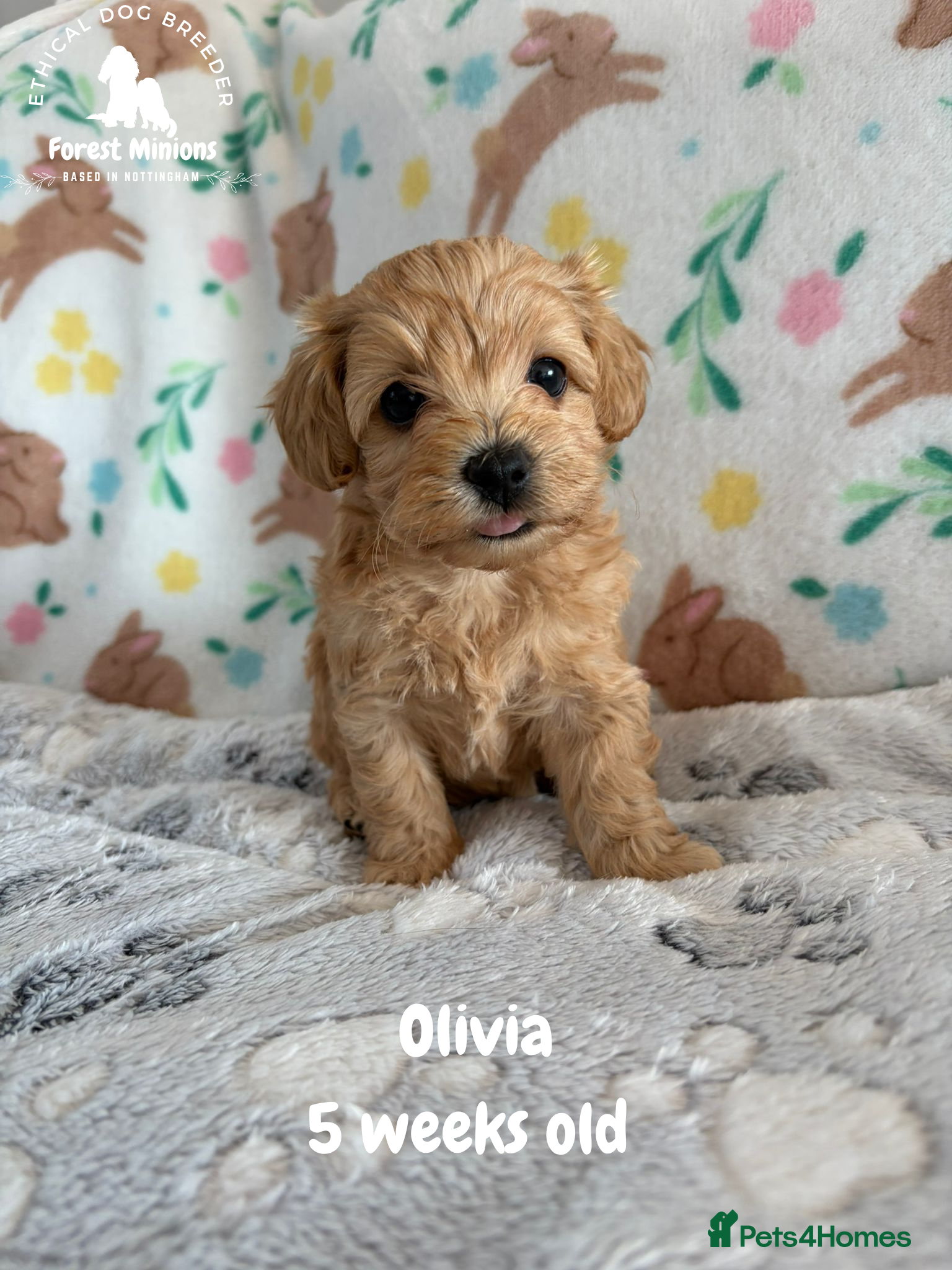 Maltipoo dogs Stunning Maltipoo puppies ❤️ - Advert 2