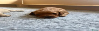 Mixed Breed 3