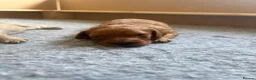 Mixed Breed dogs for sale: Beautiful Golden Cavadoodle Puppies for Sale. - Advert 9