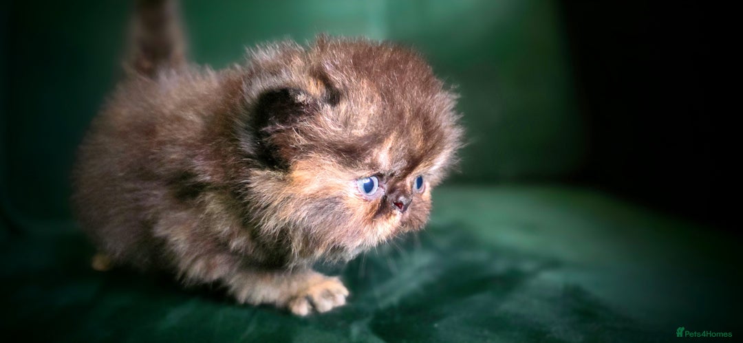Persian cats for sale: Beautiful and Rare Purebred Persian Kittens - Image 12