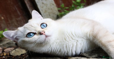 British Shorthair cats in Bedford - Advert 3
