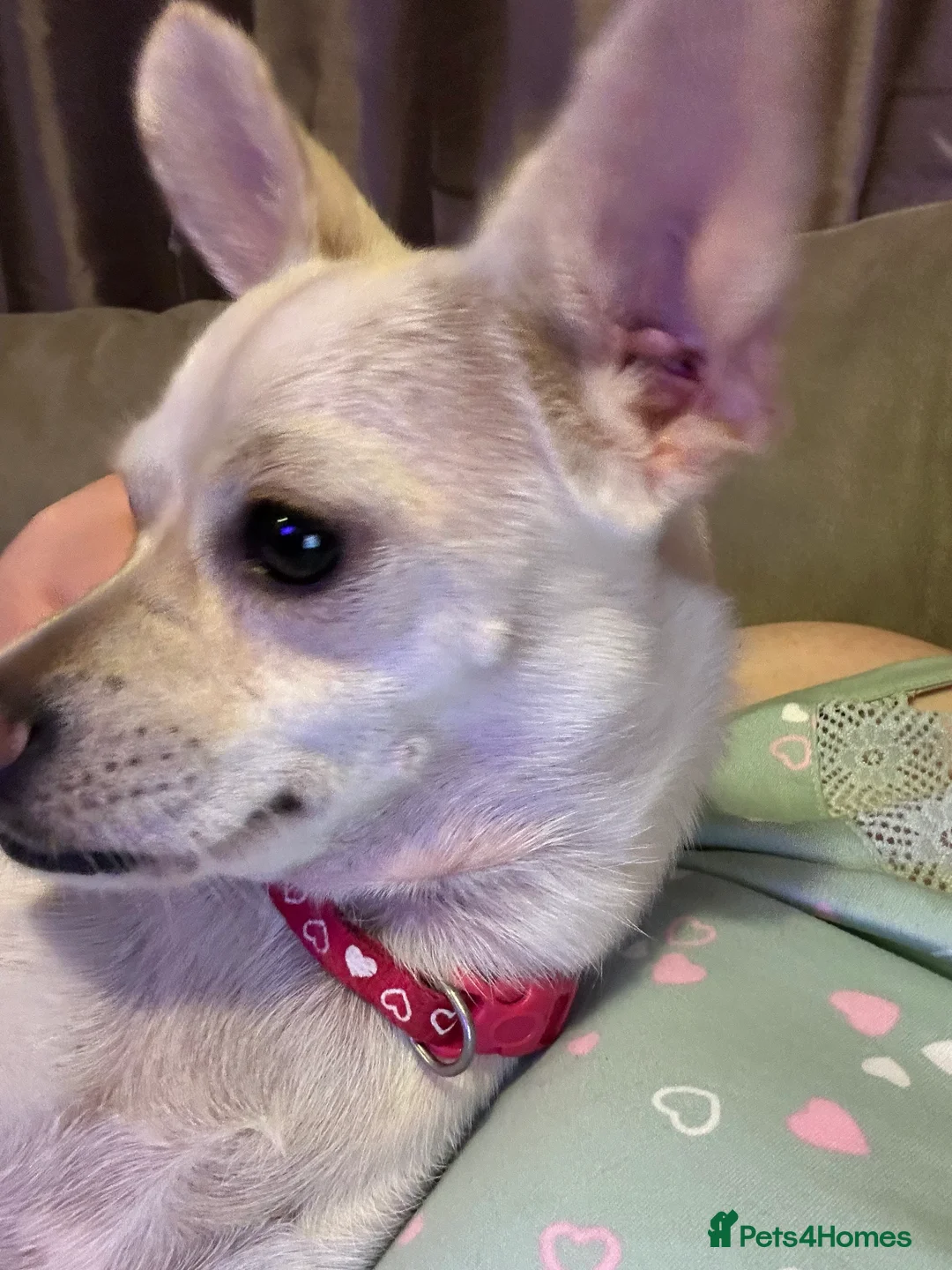 Chihuahua dogs for sale: Nova, Chihuahua - Advert 2