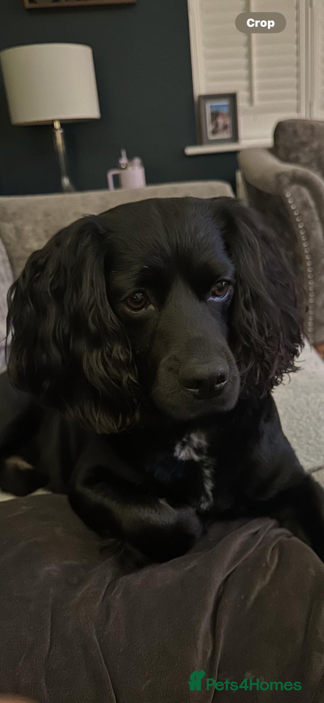 Cocker Spaniel dogs for stud: Cocker spaniel stud for breeding  - Advert 3