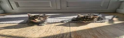 Maine Coon cats for sale: Maine Coon X kittens - Advert 10