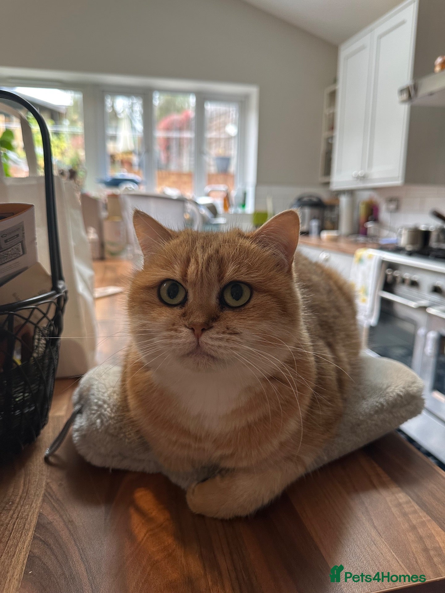 British Shorthair cats BSH golden Retired Queen rehome  - Advert 2