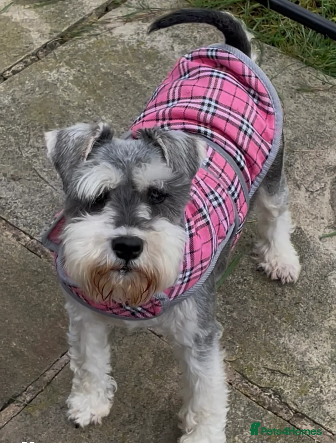Miniature Schnauzer dogs for sale: KC registered female miniature schnauzer adult  - Advert 6