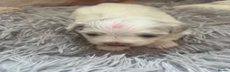 Maltese dogs for sale: Maltese puppy (girl) in Northolt - Advert 3