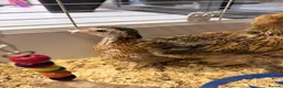 Chickens poultry for sale: 2 silkie ,2 pekin bantam & 1 cross brahma  - Advert 3