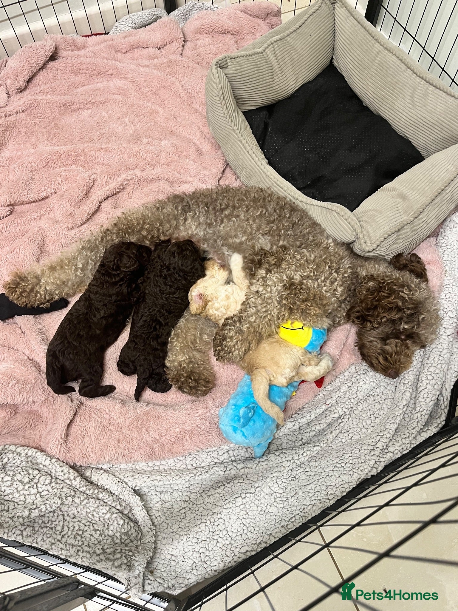 Miniature Poodle dogs Miniature poodle puppies  - Advert 16