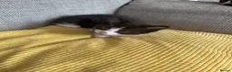 Mixed Breed cats for sale: Black and white kittens  in Burton-on-Trent - Advert 6