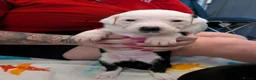 Mixed Breed dogs for sale: Borador bully puppies x3 girl viewings now  - Advert 21