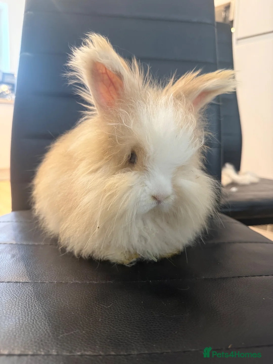 Angora rabbits for sale: Pure bred Angora babies - Advert 1