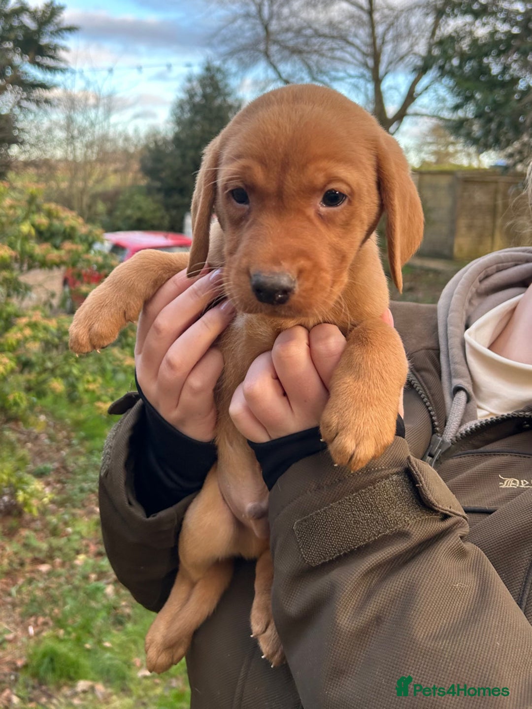 Labrador Retriever dogs for sale: Fox Red Labradors for sale - Advert 3