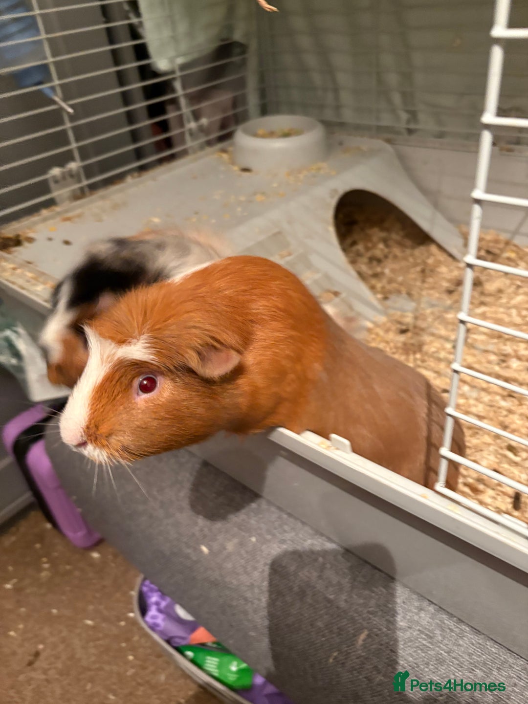 Guinea Pig rodents for sale: 2 male guinea pigs  - Advert 3