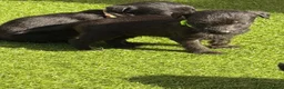 Mixed Breed dogs for sale: Bedlington whippet in Bradford - Advert 16