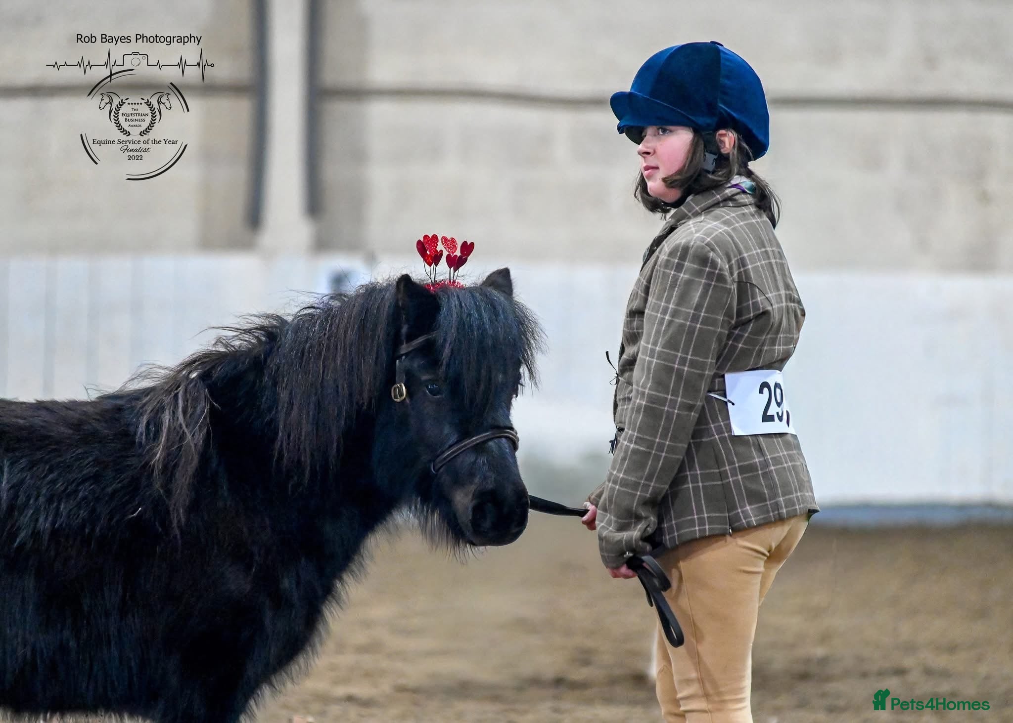Shetland pony horses One in a million registered mare - Advert 7