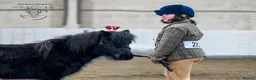 Shetland pony horses for sale: One in a million registered mare in Bristol - Advert 1