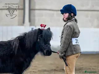Shetland pony horses Open to offers - Advert 1