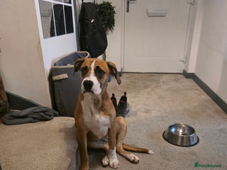 Mixed Breed dogs Mila - Advert 1