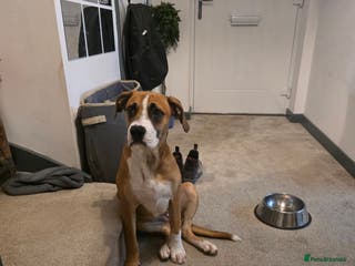 Mixed Breed dogs Mila - Advert 4