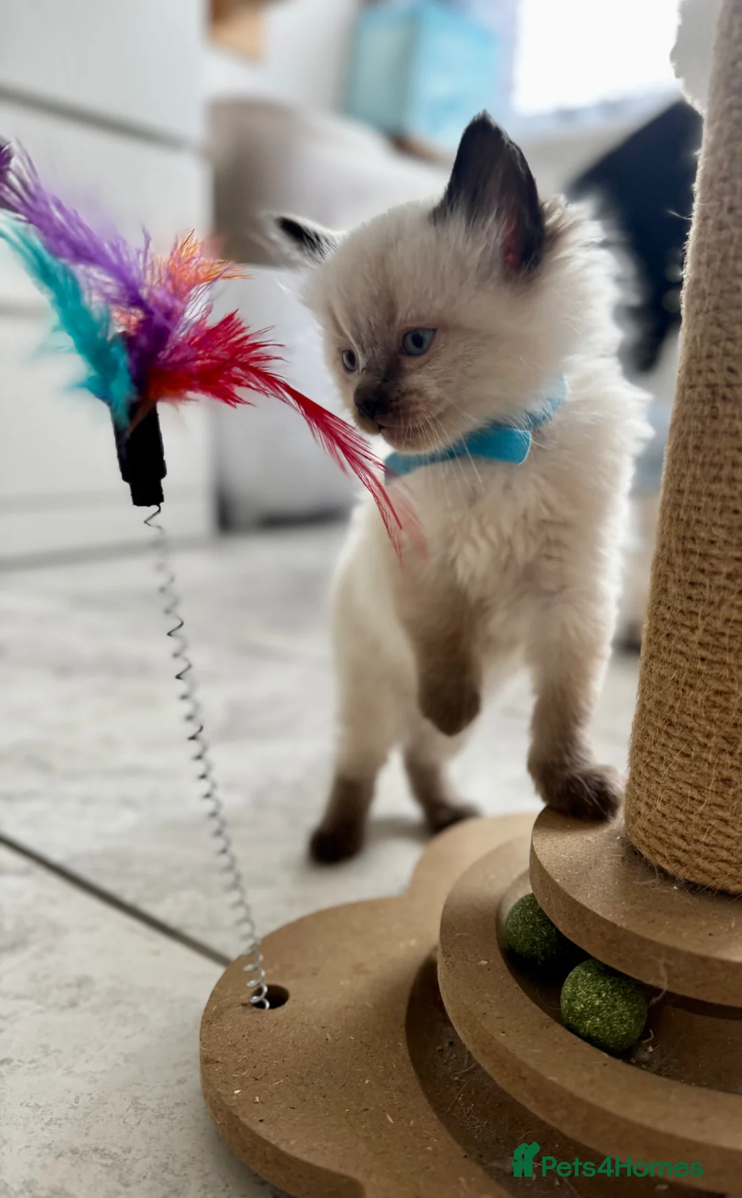 Ragdoll cats for sale: 3 Ragdoll kittens available - Advert 9