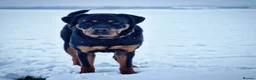 Rottweiler dogs for stud: Rottweiler Rodtang  - Advert 2