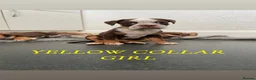 Old Tyme Bulldog dogs for sale: BEAUTIFUL OLD TYME BULLDOG PUPPIES - Advert 8