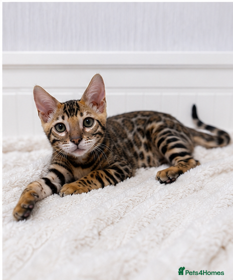 Bengal cats 🐆Adorable pedigree bengal kittens🐆 - Advert 2