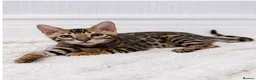 Bengal cats for sale: 🐆Adorable pedigree bengal kittens🐆 - Advert 2