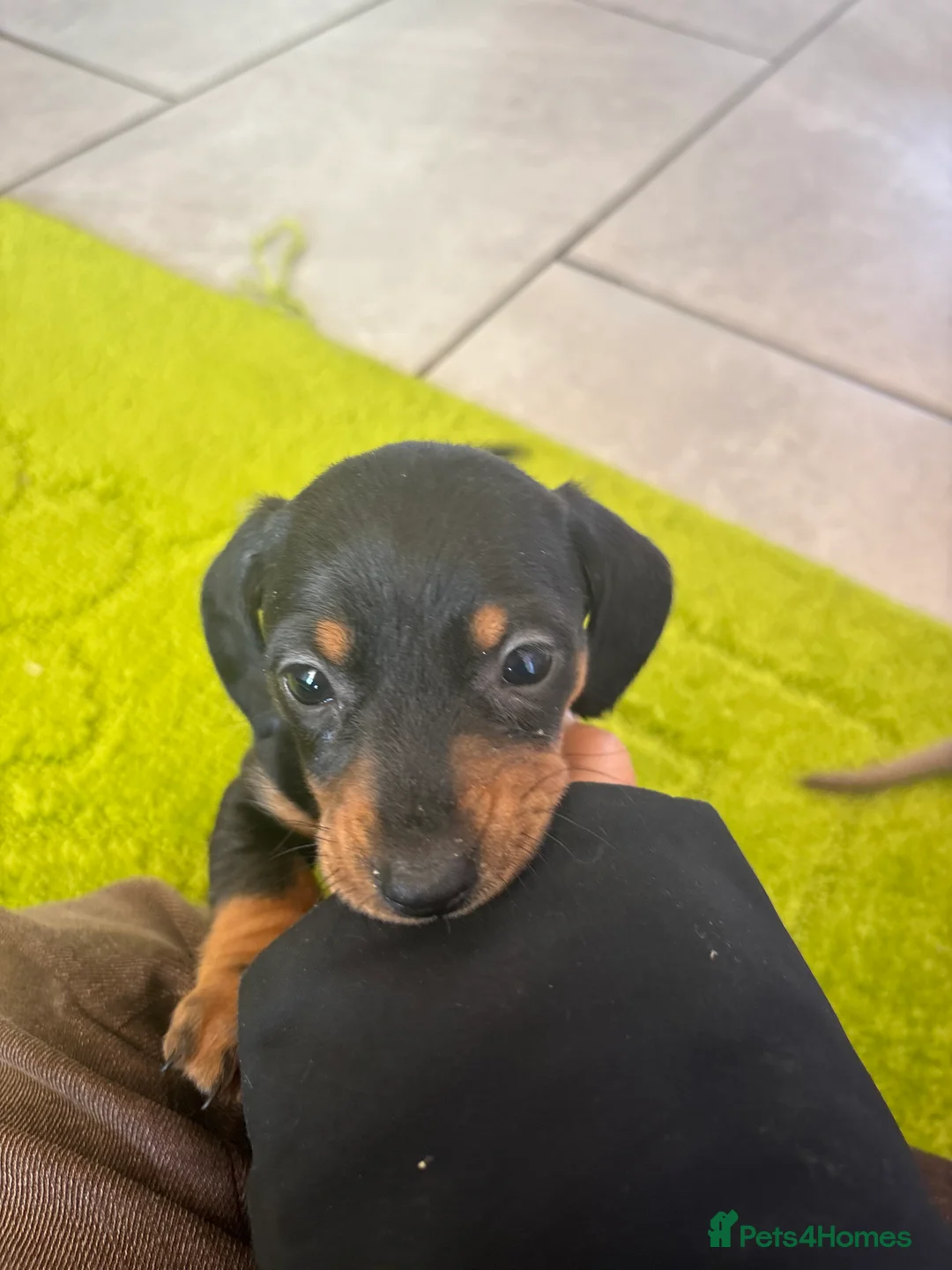 Miniature Dachshund dogs for sale: true tiny dachshunds! - Advert 2