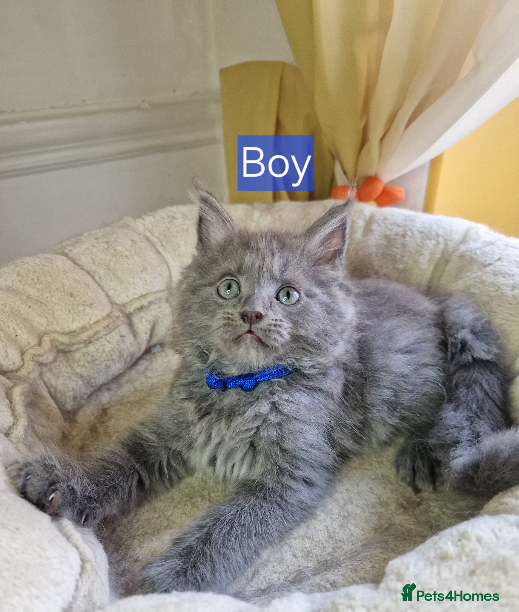 Maine Coon cats for sale: 8 maine coon kittens ready in Bury in Bury - Advert 9