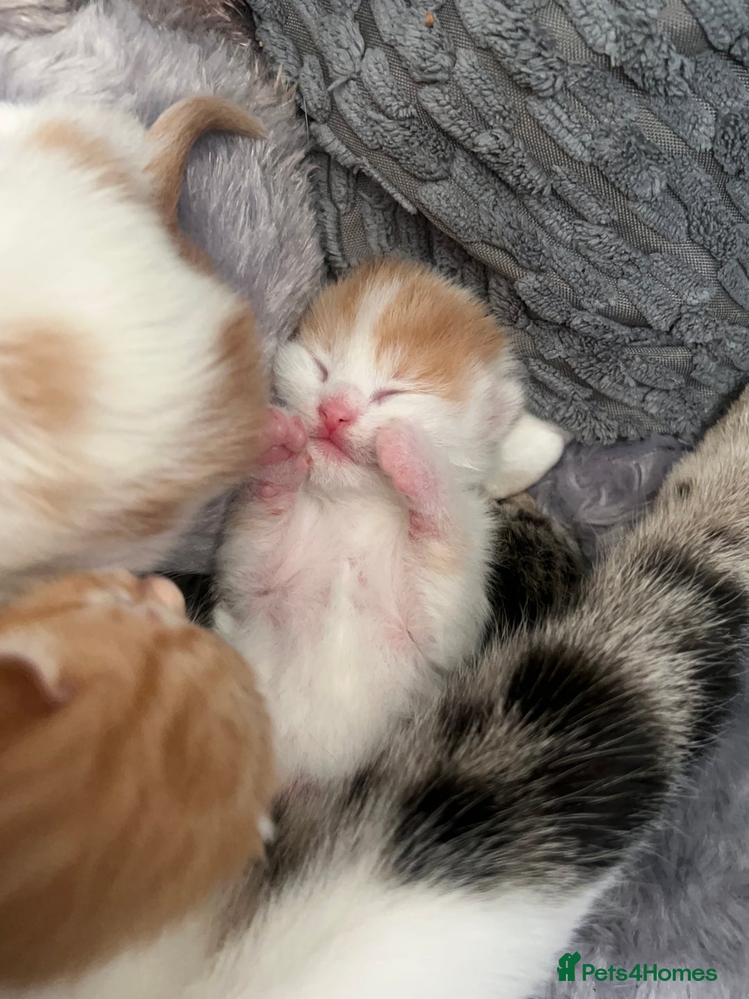 Mixed Breed cats for sale: Mixed breed kittens loving for their forever home - Advert 35