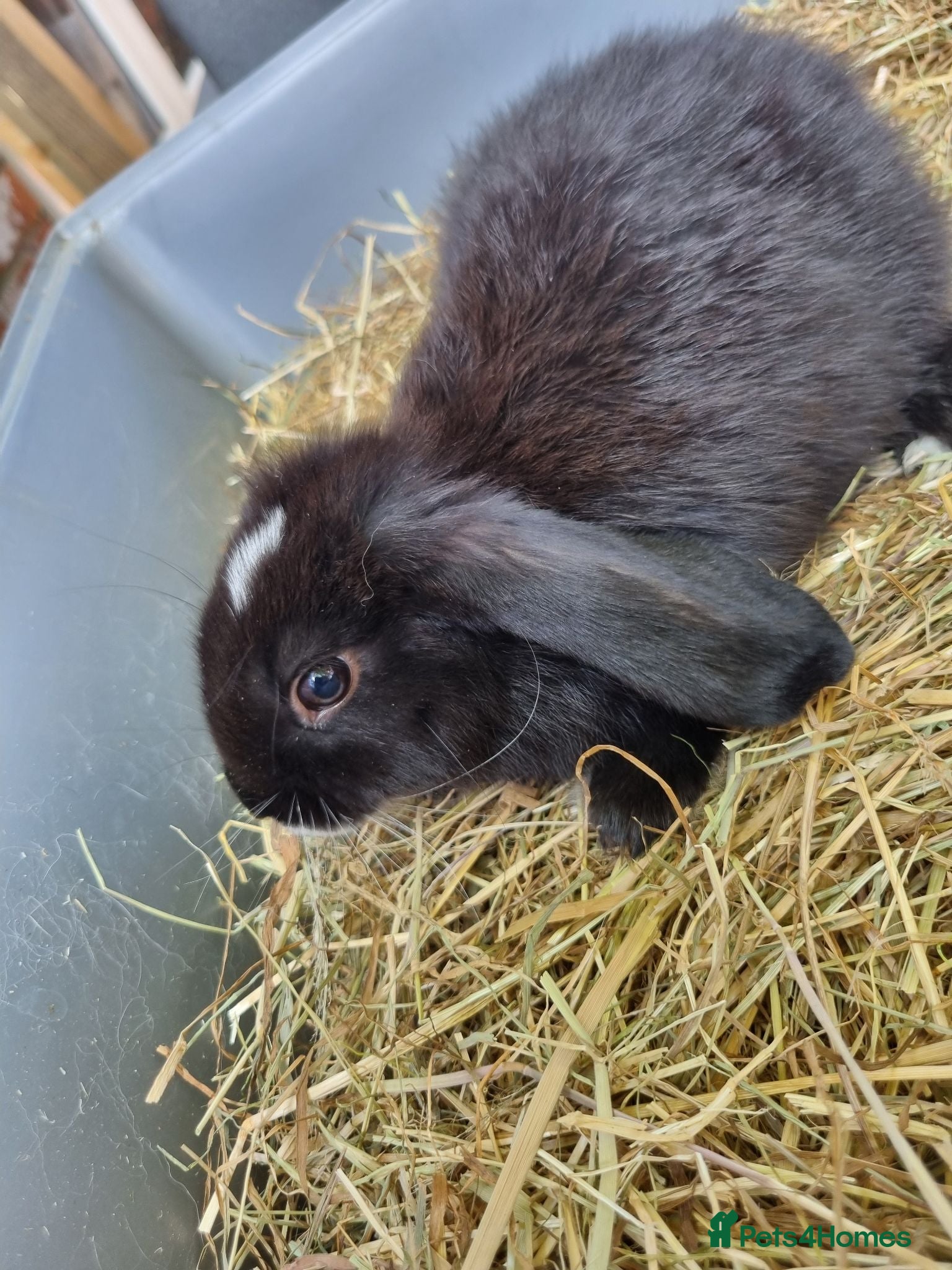 Mini Lop rabbits Lovely lop - Advert 17