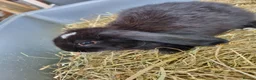 Mini Lop rabbits for sale: 2 lovely Rabbits for sale - Advert 6