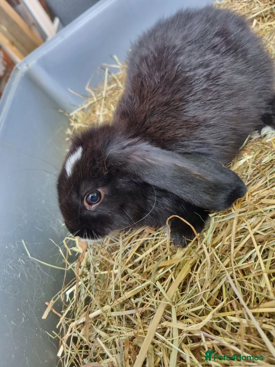 Mini Lop rabbits for sale: Lovely lop - Advert 1
