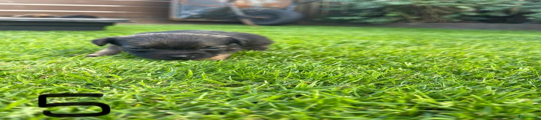 Border Terrier Puppy 5