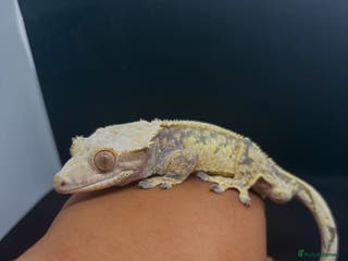 Gecko reptiles Male crested gecko🦎 - Advert 24