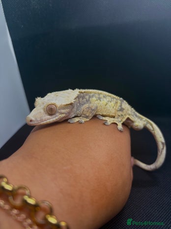 Gecko reptiles Male crested gecko🦎 - Advert 1