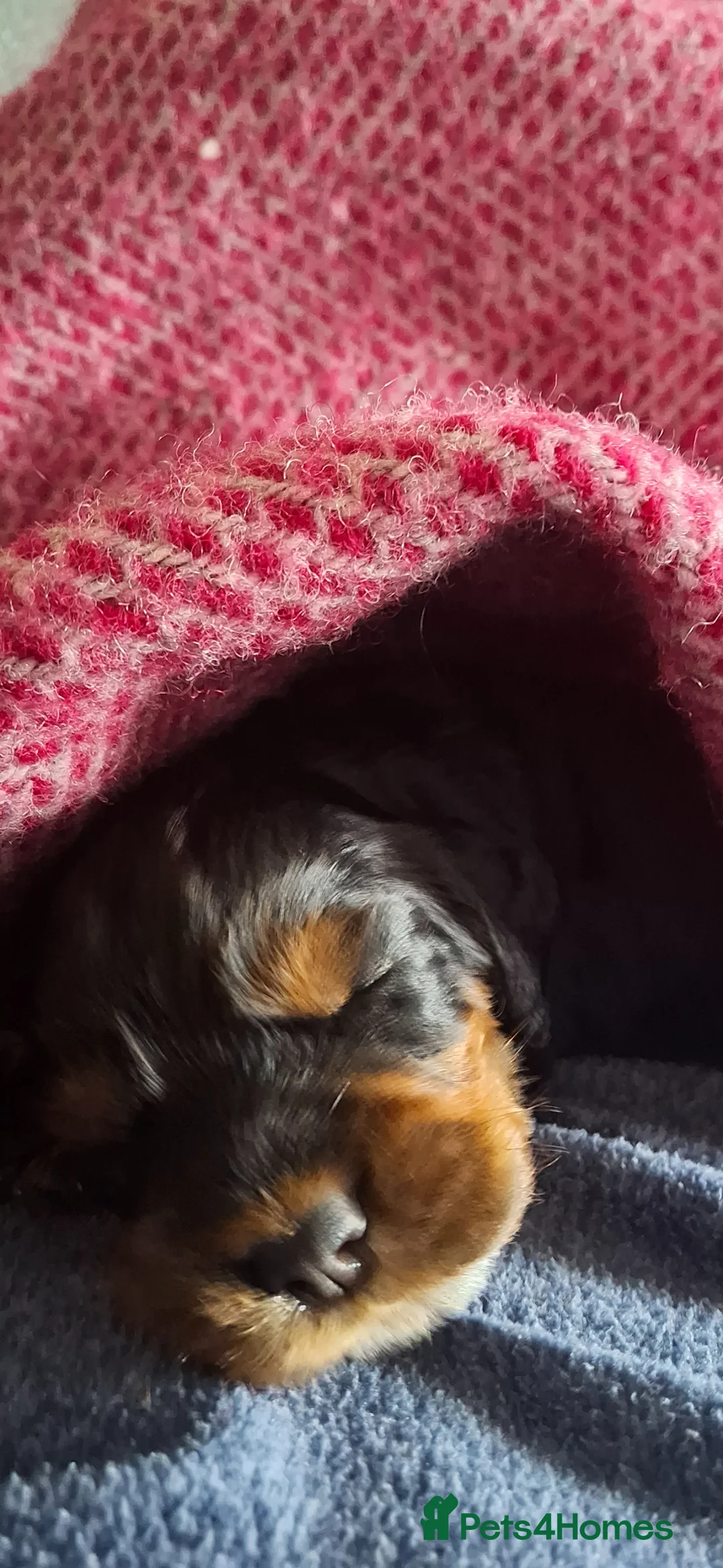 Cocker Spaniel dogs for sale: Five beautiful working cocker spaniel pups  - Advert 2